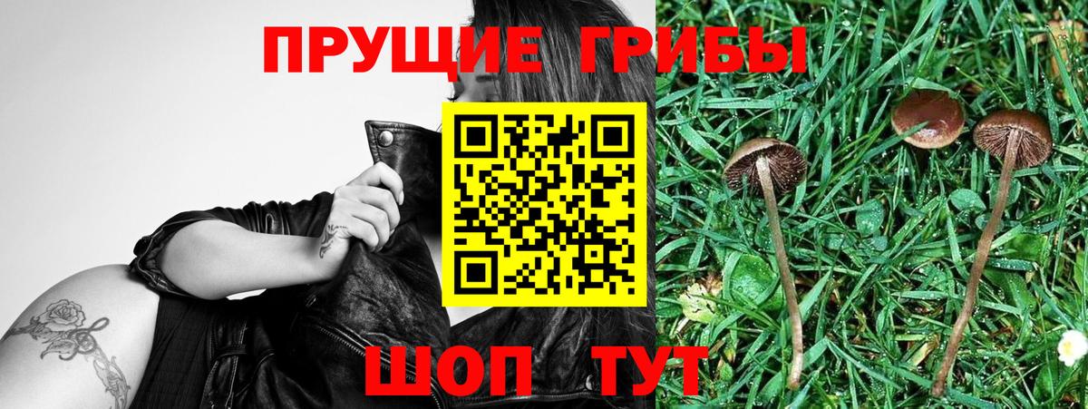 Галлюциногенные грибы Psilocybine cubensis  Вход с VPN  Галлюциногенные грибы мицелий  где продают наркотики  Иваново 